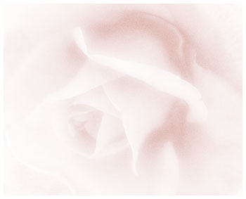 Soft Rose ketubah by Daniel Sroka
