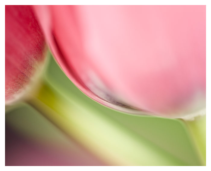 "Twin Tulips" by Daniel Sroka